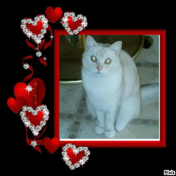 Andachtsbild von Tanja mit Timmy im 💘🐈🐾