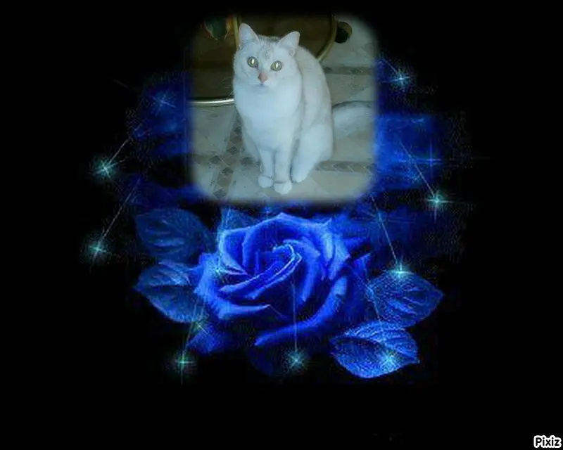 Andachtsbild von Tanja mit Timmy im 💘🐈🐾