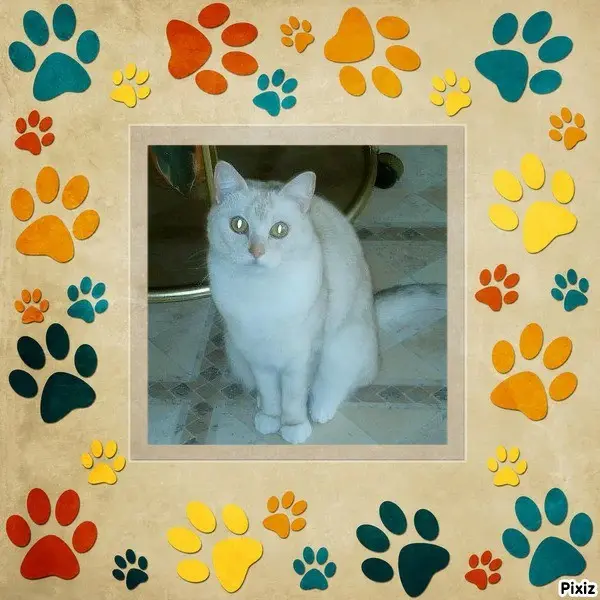 Andachtsbild von Tanja mit Timmy im 💘🐈🐾