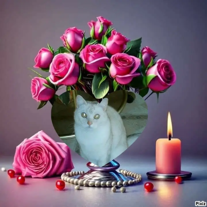 Andachtsbild von Tanja mit Timmy im 💘🐈🐾