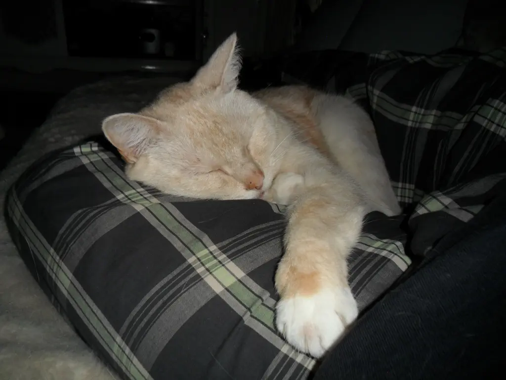 Andachtsbild von Mama