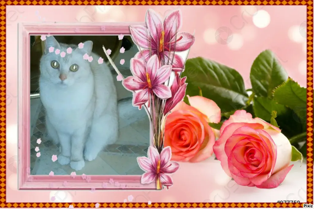 Andachtsbild von Tanja mit Timmy im 💖🐈🐾