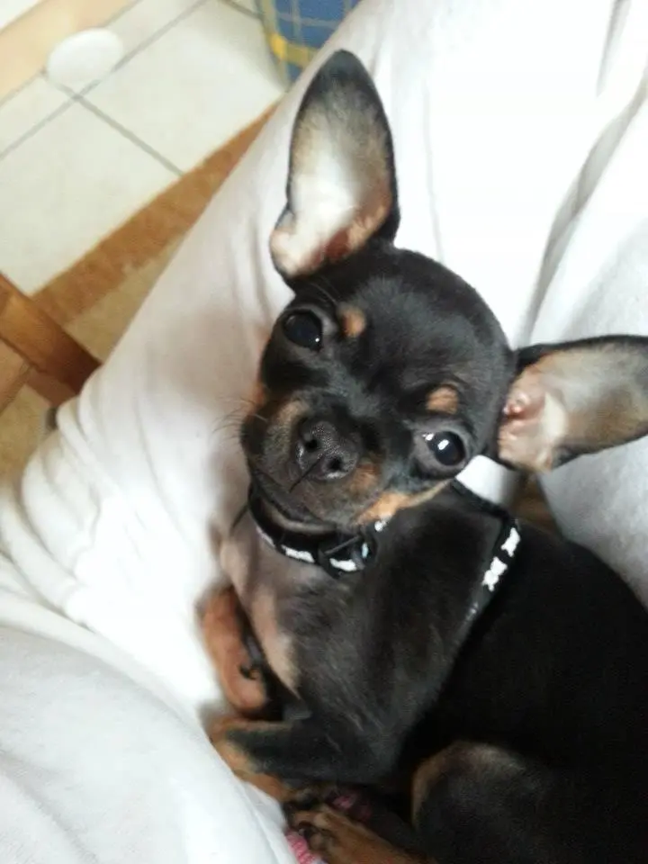 Andachtsbild von Kuss für Priscilla 😘 von Sheela 🐾