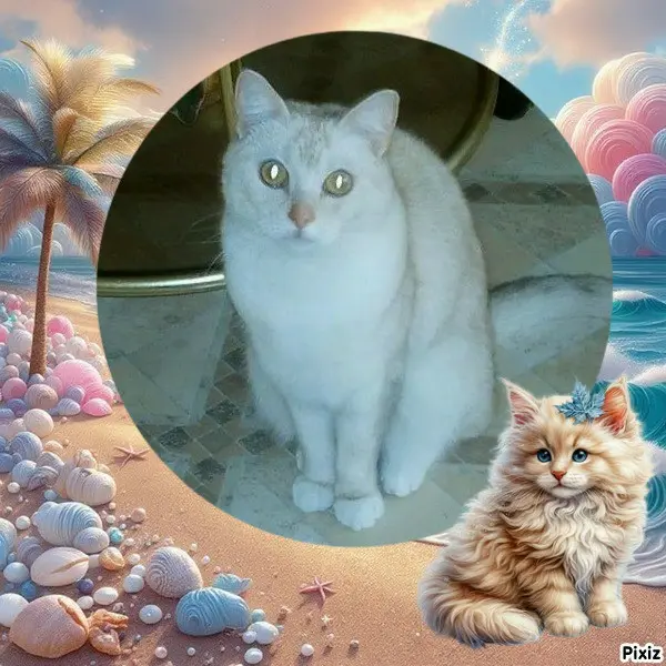 Andachtsbild von Tanja mit Timmy im 💖🐈🐾