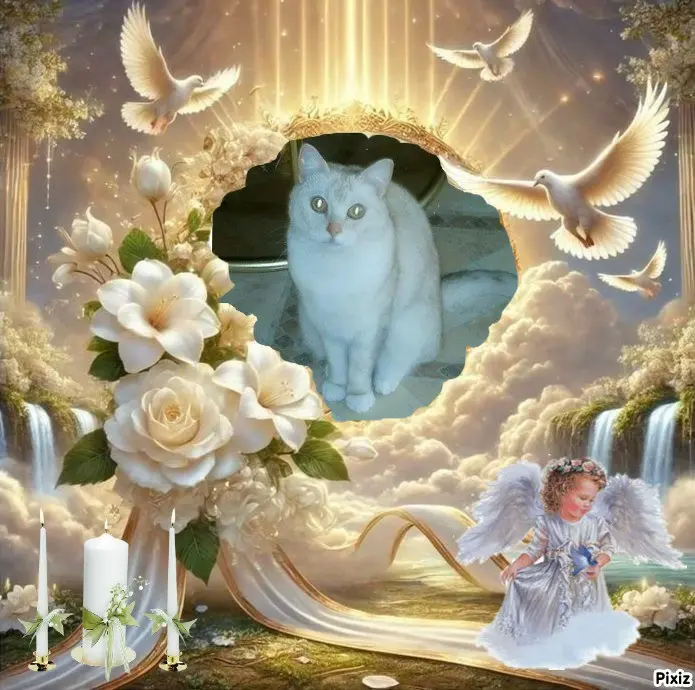 Andachtsbild von Tanja mit Timmy im 💖🐈🐾