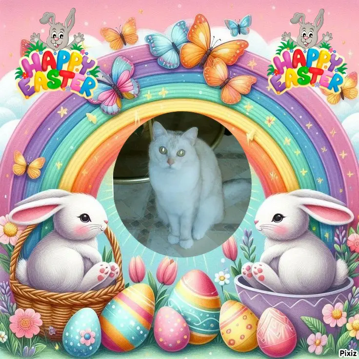 Condolence image of Tanja mit Timmy im 💖🐈🐾