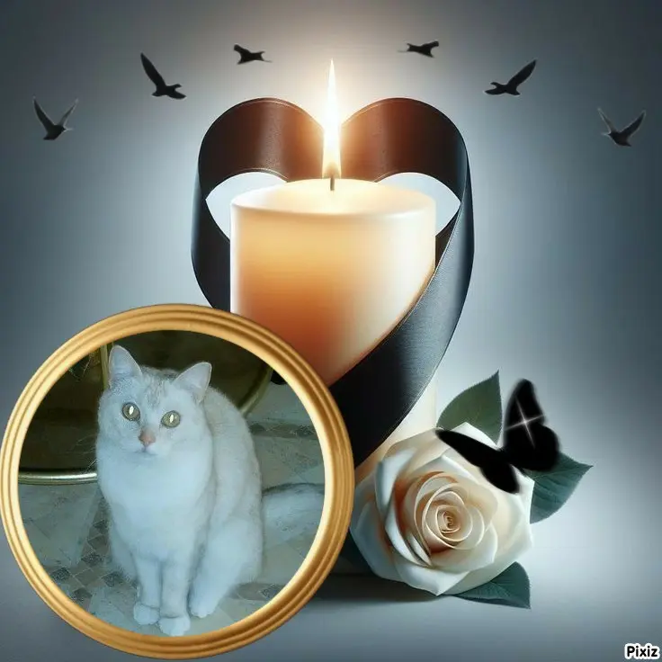 Condolence image of Tanja mit Timmy im 💖🐈🐾