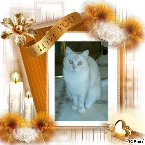 Condolence image of Tanja mit Timmy im 💖🐈🐾