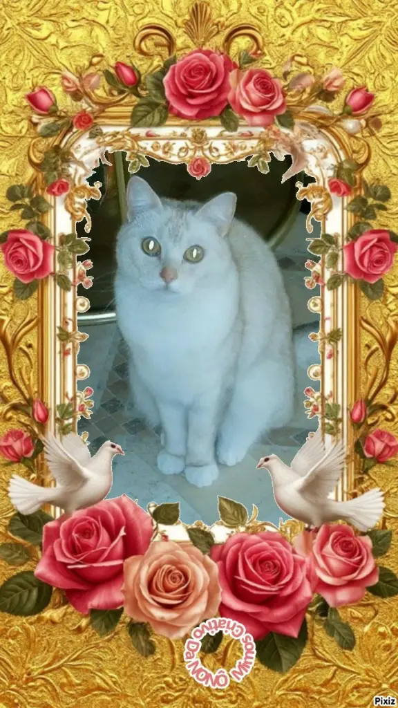 Condolence image of Tanja mit Timmy im 💖🐈🐾