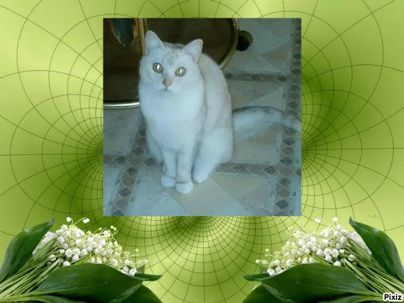 Condolence image of Tanja mit Timmy im 💖🐈🐾