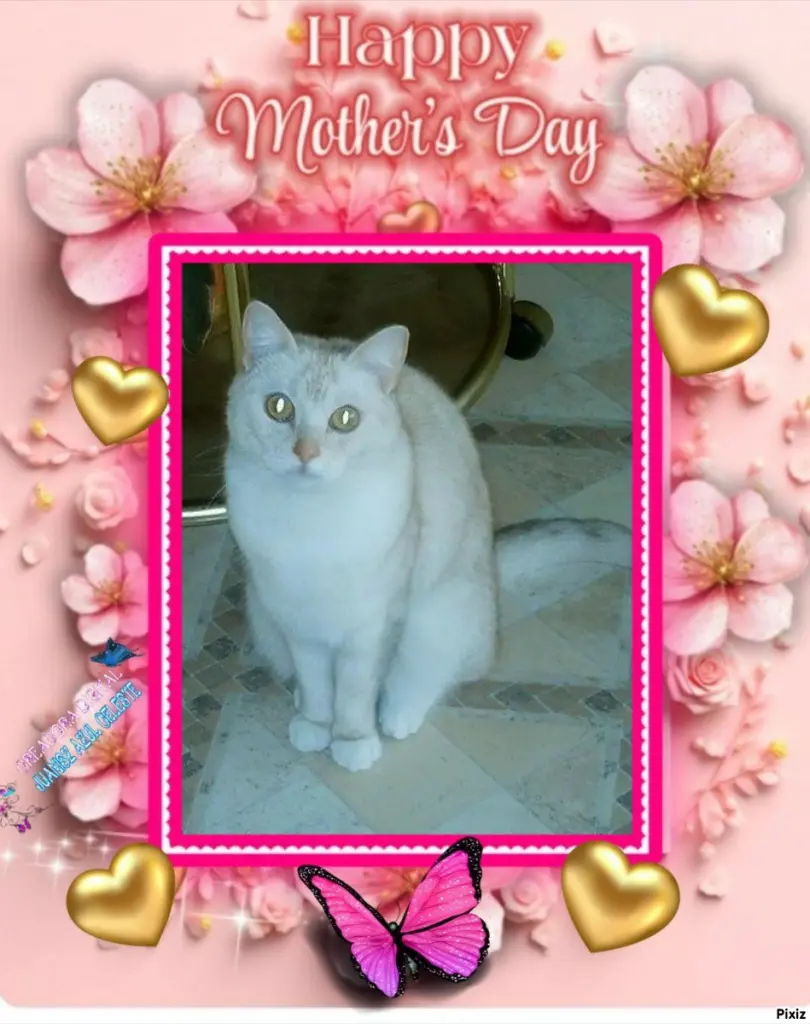 Condolence image of Tanja mit Timmy im 💖🐈🐾