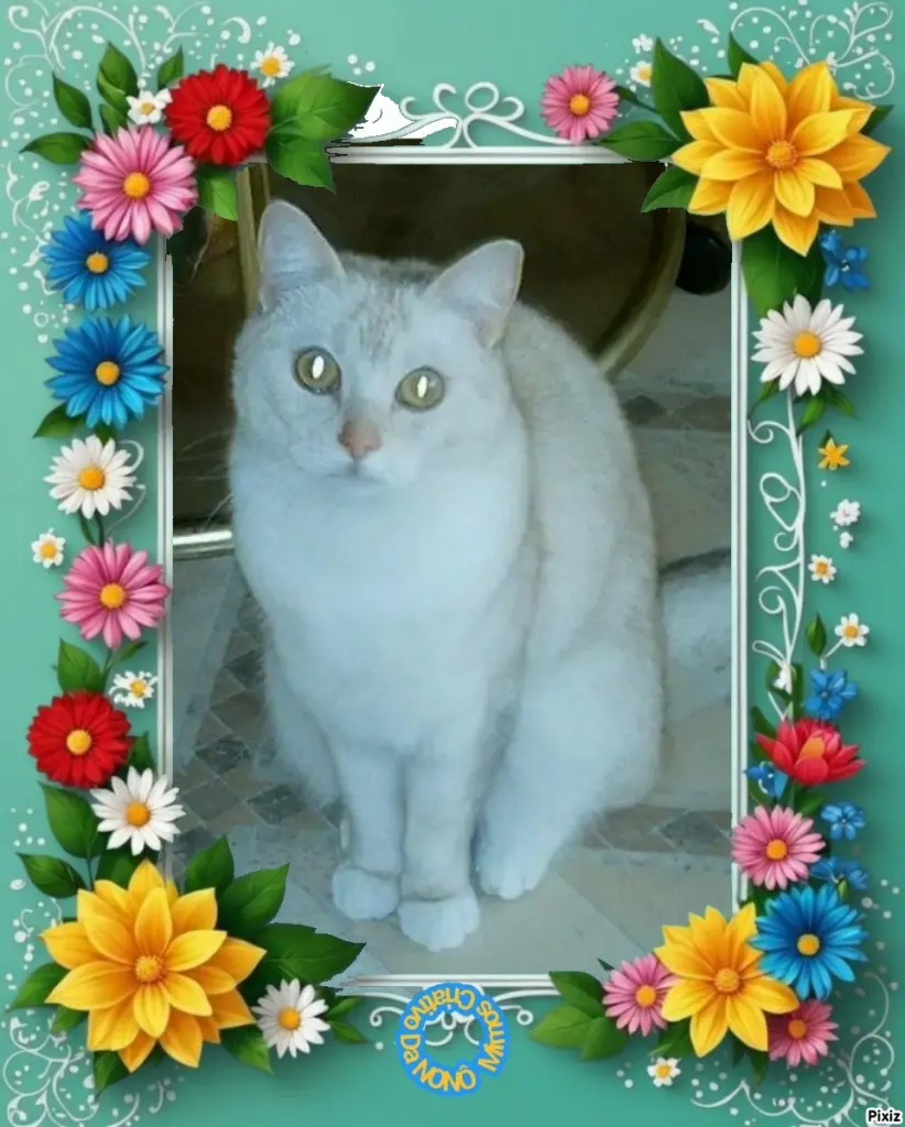Condolence image of Tanja mit Timmy im 💖🐈🐾