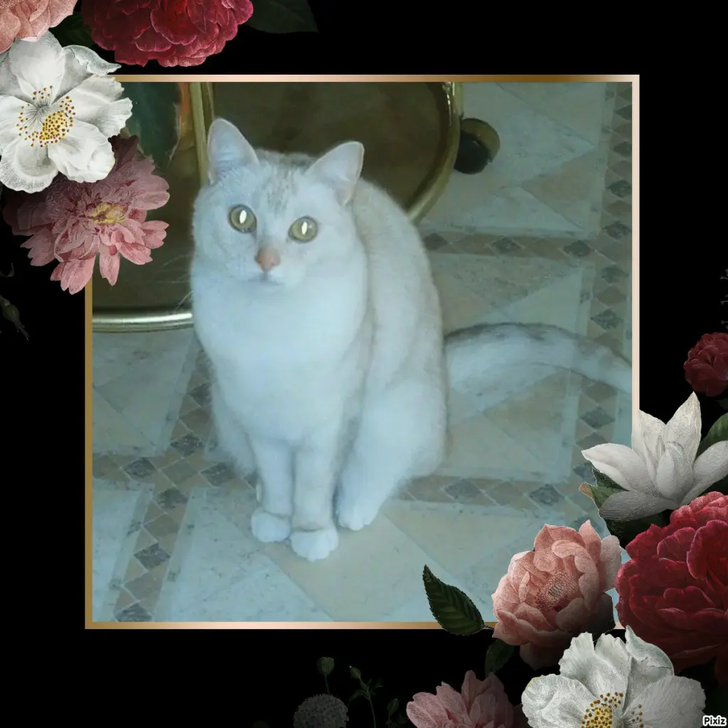 Condolence image of Tanja mit Timmy im 💖🐈🐾