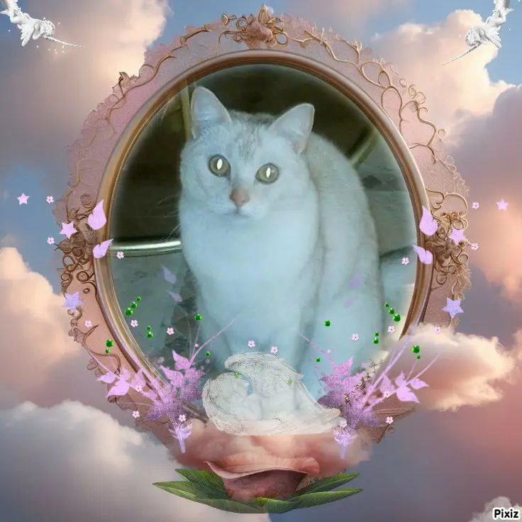 Condolence image of Tanja mit Timmy im 💖🐈🐾