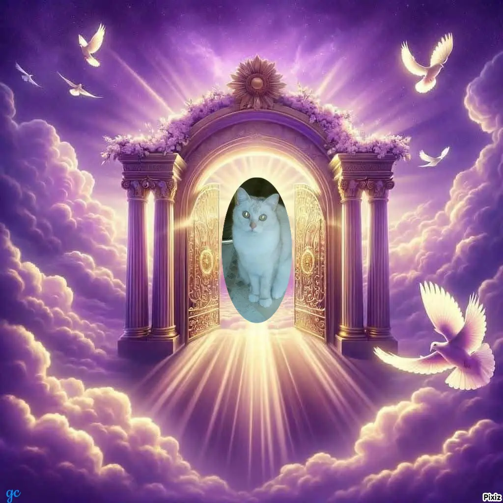 Condolence image of Tanja mit Timmy im 💖🐈🐾