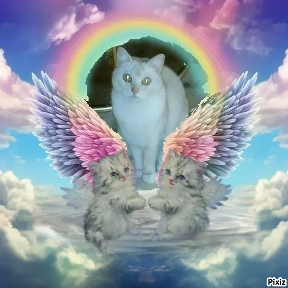 Condolence image of Tanja mit Timmy im 💖🐈🐾