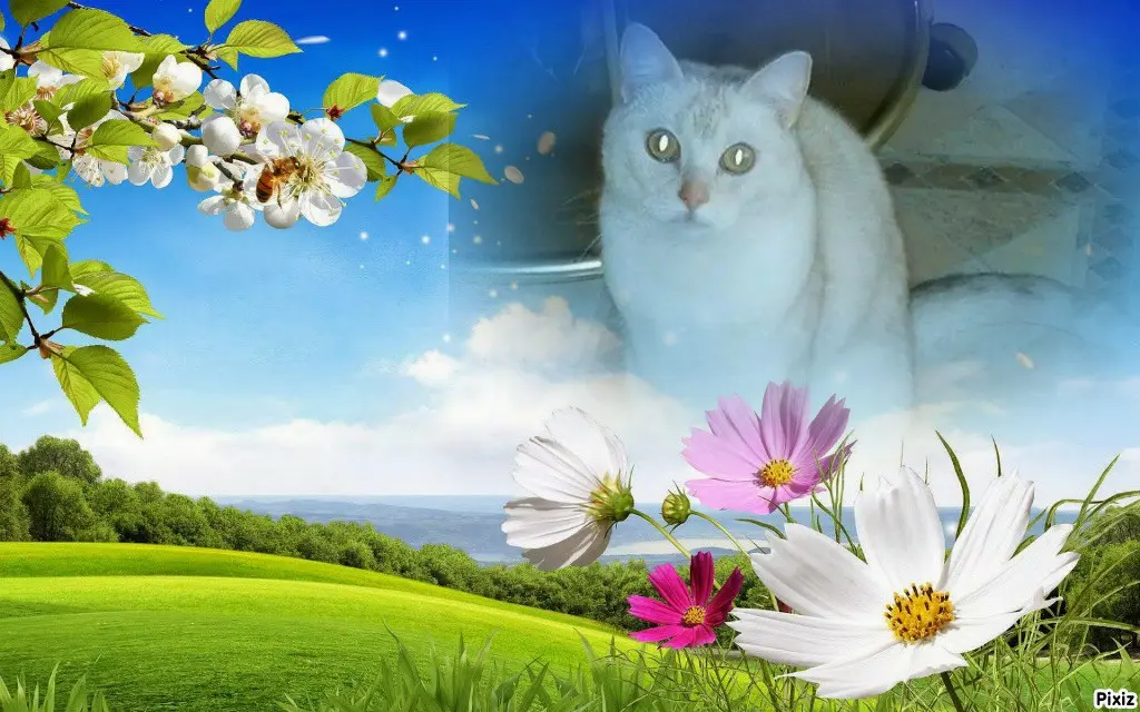 Condolence image of Tanja mit Timmy im 💖🐈🐾