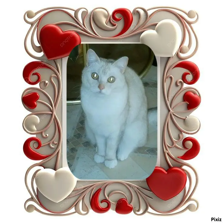 Condolence image of Tanja mit Timmy im 💖🐈🐾