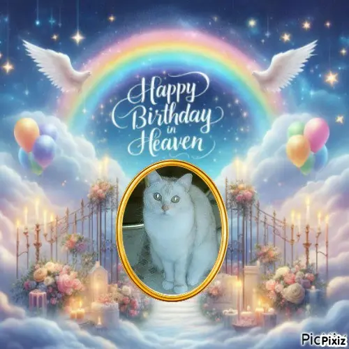 Condolence image of Tanja mit Timmy im 💖🐈🐾