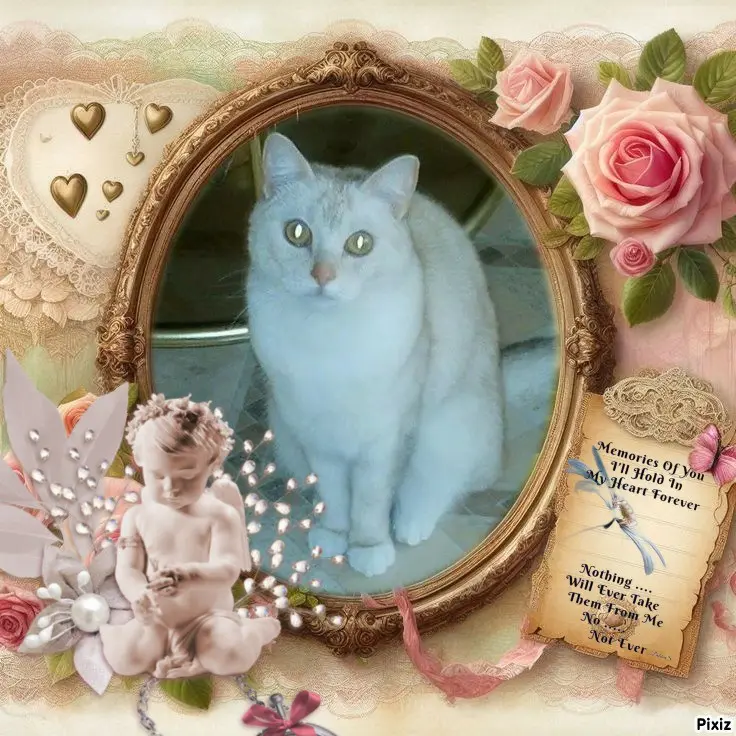 Condolence image of Tanja mit Timmy im 💖🐈🐾