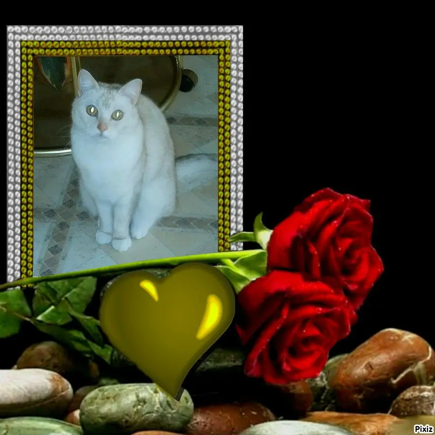 Condolence image of Tanja mit Timmy im 💖🐈🐾