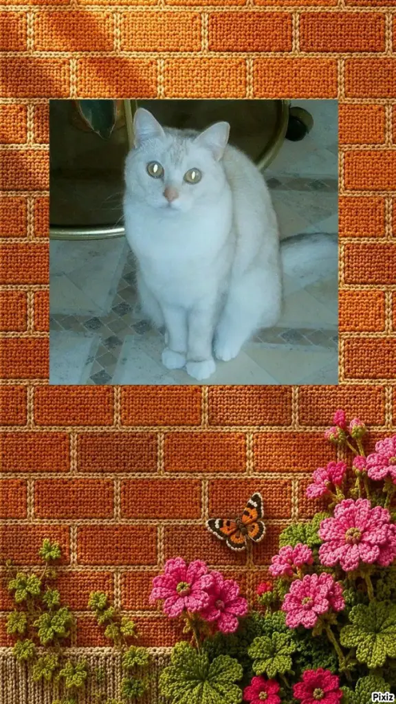Condolence image of Tanja mit Timmy im 💖🐈🐾