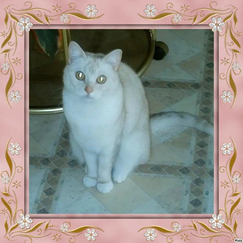 Condolence image of Tanja mit Timmy im 💖🐈🐾