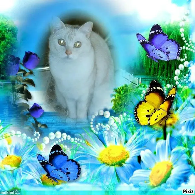 Condolence image of Tanja mit Timmy im 💖🐈🐾