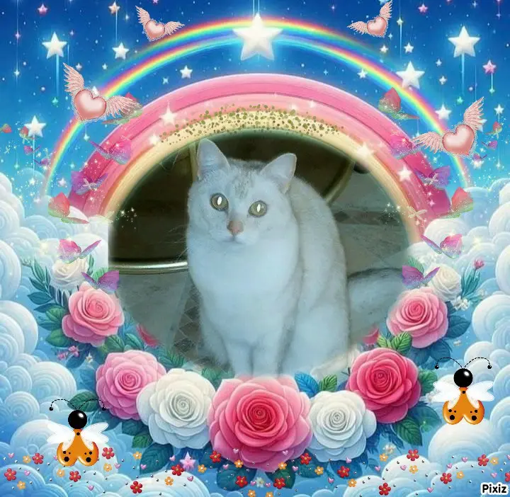 Condolence image of Tanja mit Timmy im 💖🐈🐾