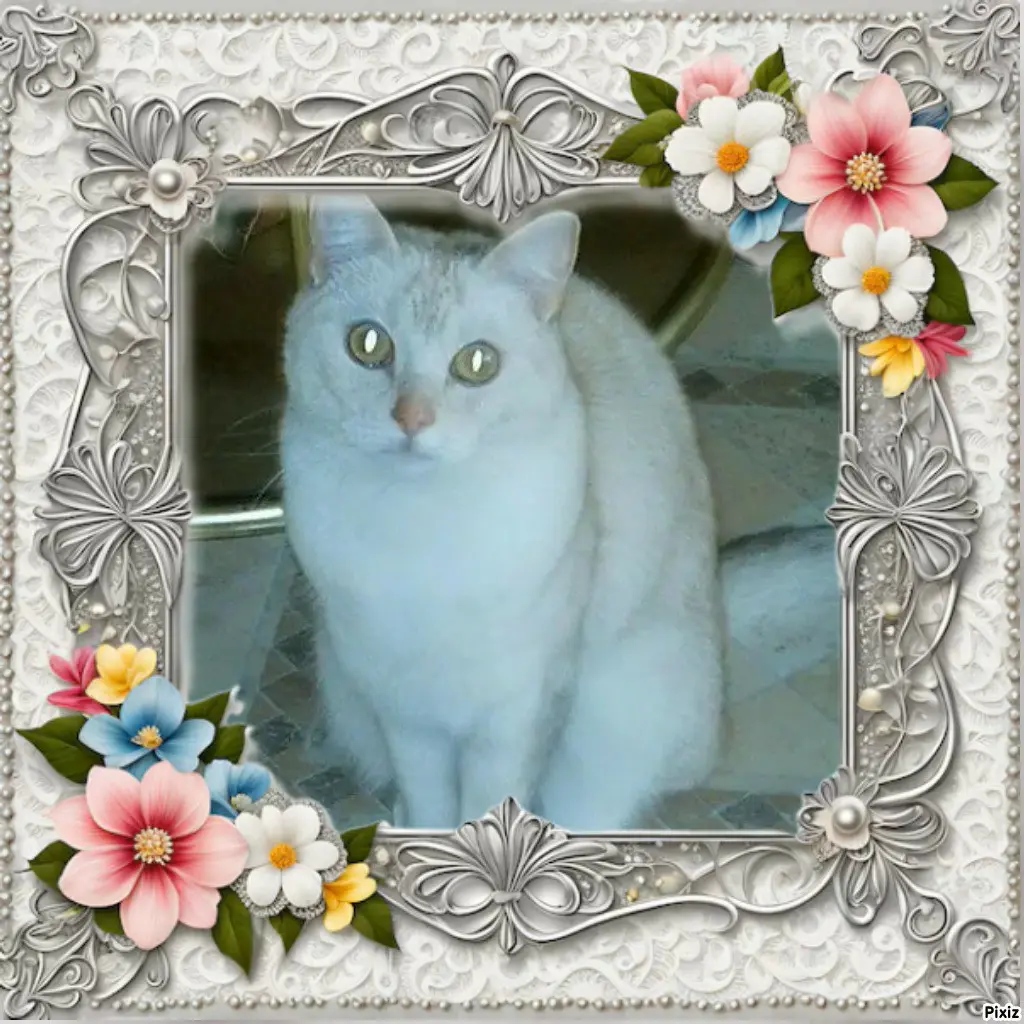 Condolence image of Tanja mit Timmy im 💖🐈🐾