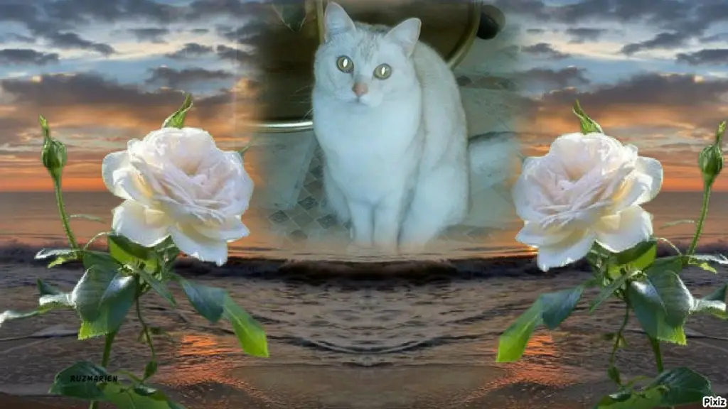 Condolence image of Tanja mit Timmy im 💖🐈🐾