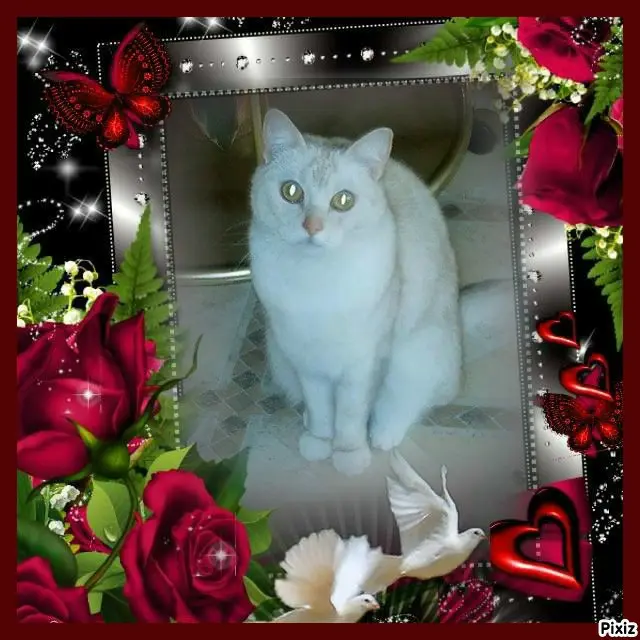 Condolence image of Tanja mit Timmy im 💖🐈🐾