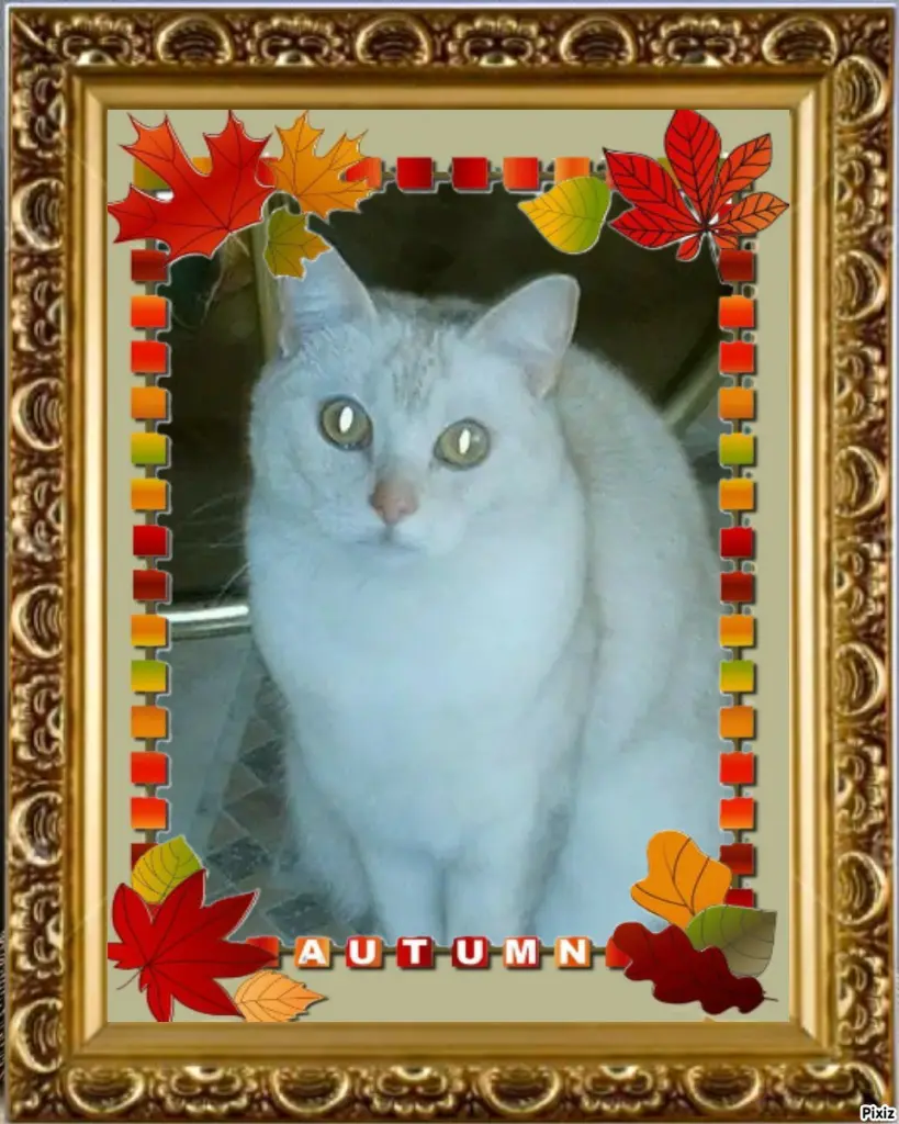 Condolence image of Tanja mit Timmy im 💖🐈🐾