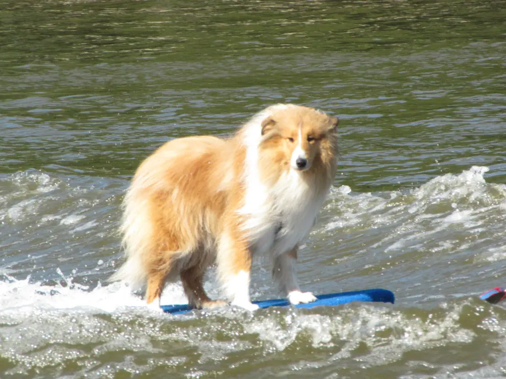 Image from Lassie