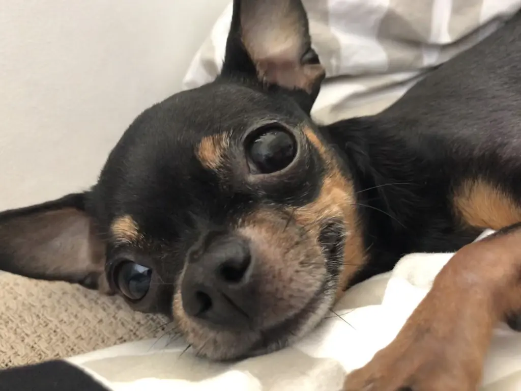 Andachtsbild von Janine mit Sheela 🐾 tief im Herzen ❤️