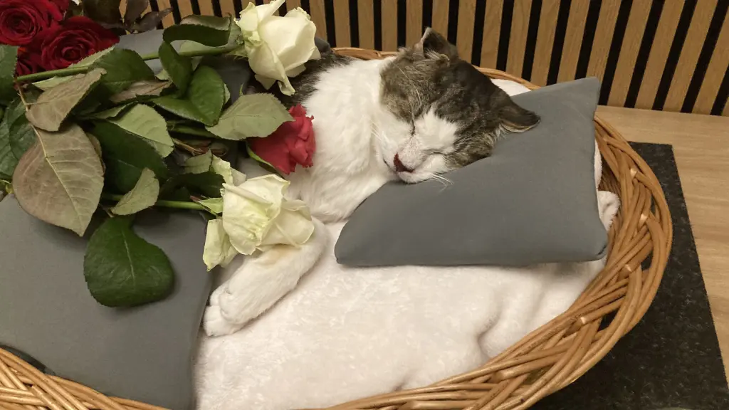 Image from Kater
