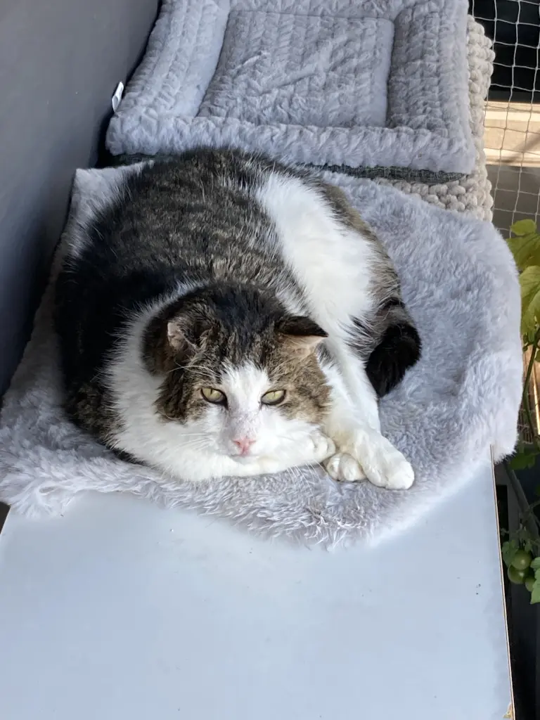 Image from Kater
