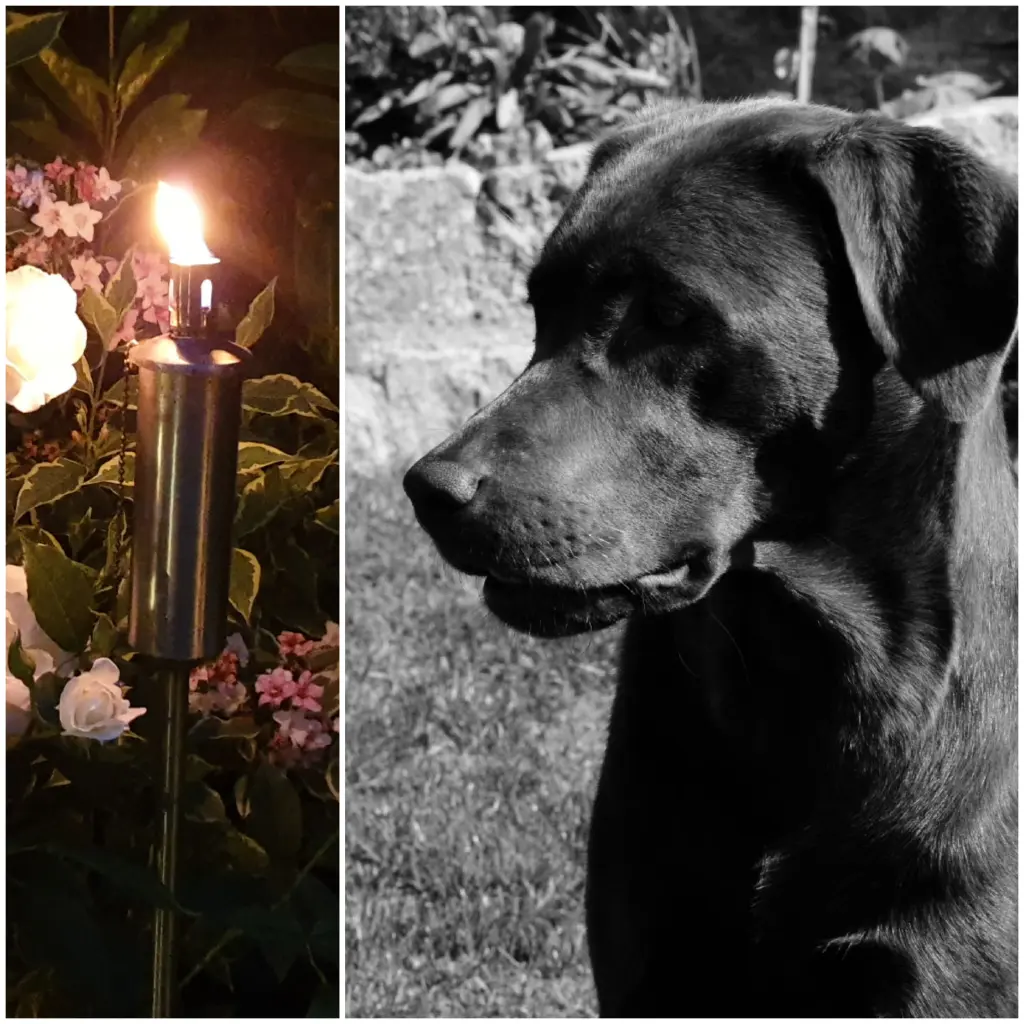 Condolence image of Florian 