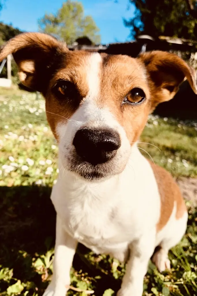 Image from Stella