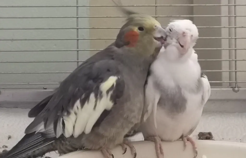 Dein geliebtes Sternchen hat Dich immer gekrault.