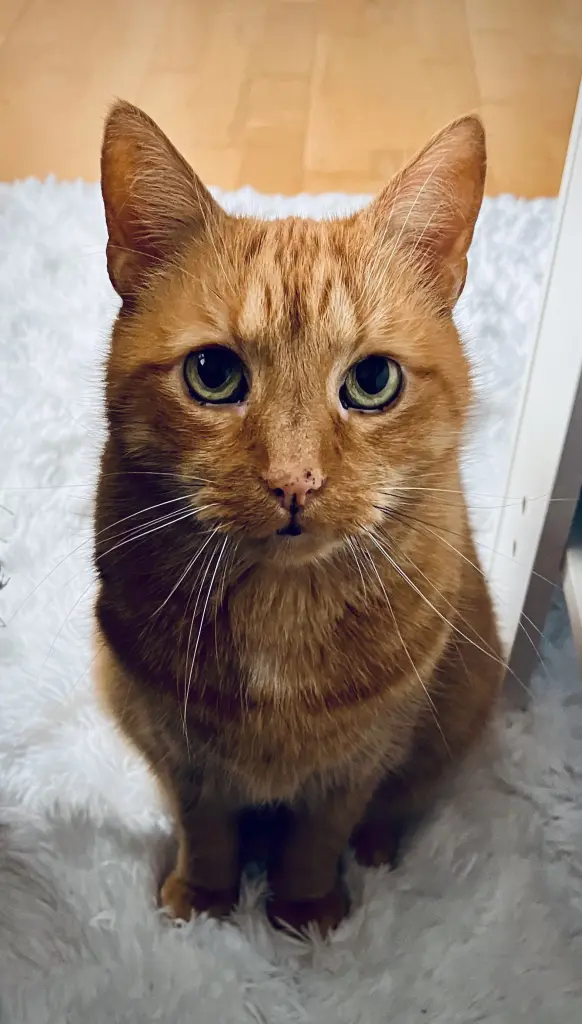 Andachtsbild von Sonja Giesecke