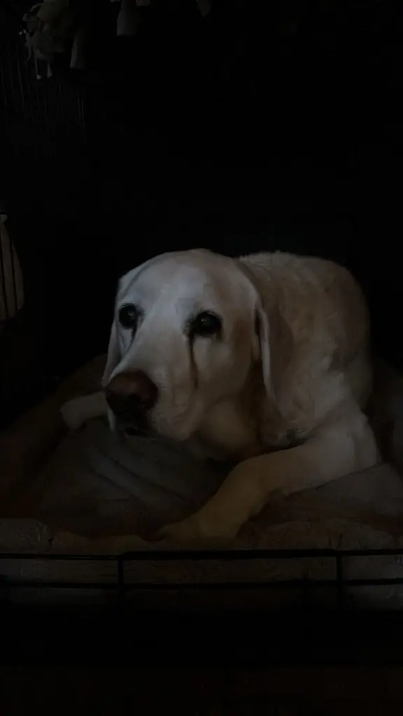 Condolence image of Jule
