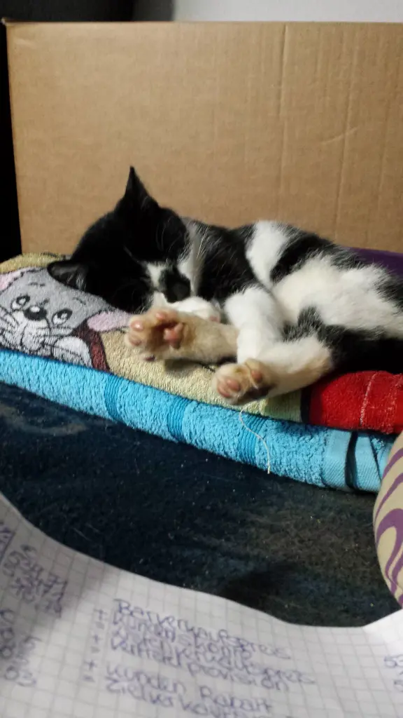 Image from Cookie