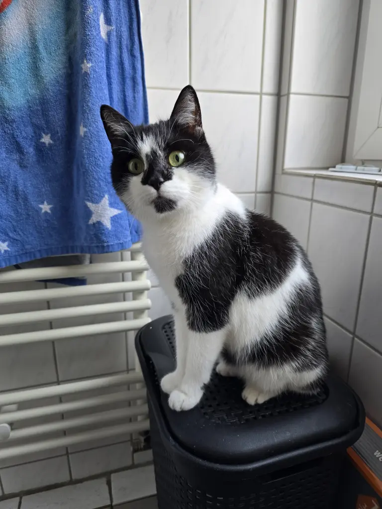 Image from Cookie