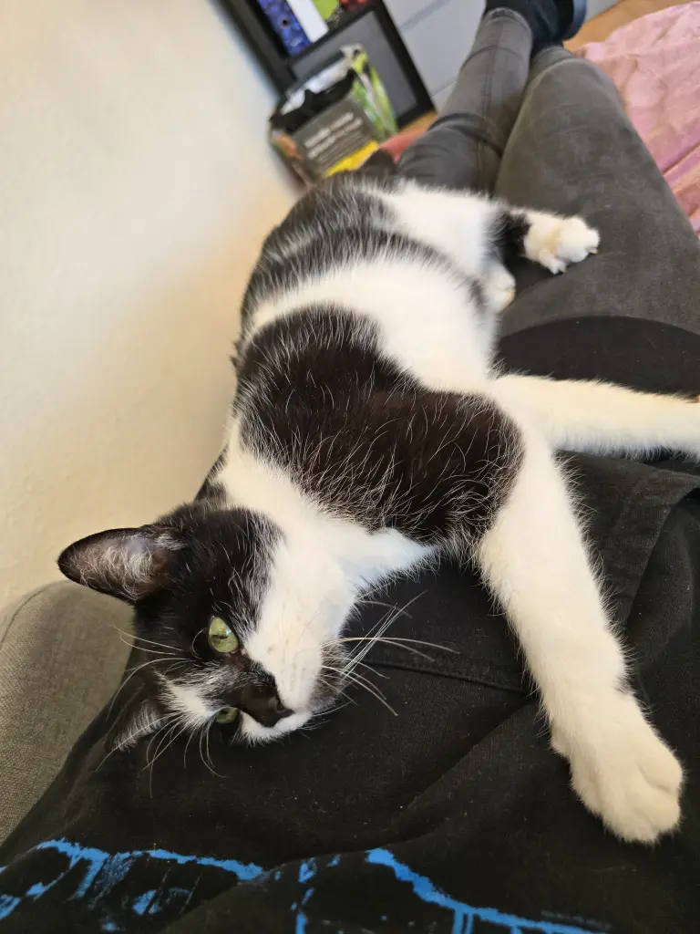 Image from Cookie