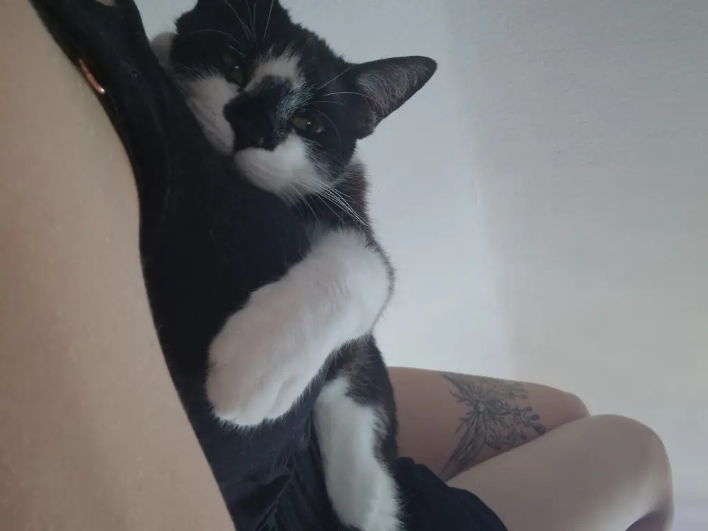 Image from Cookie
