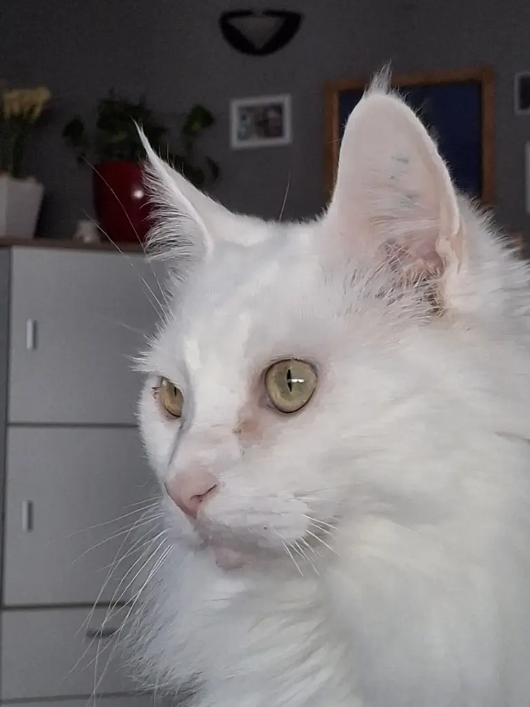 Bild von Henry