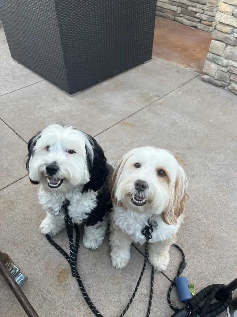 Andachtsbild von Joshua Monk