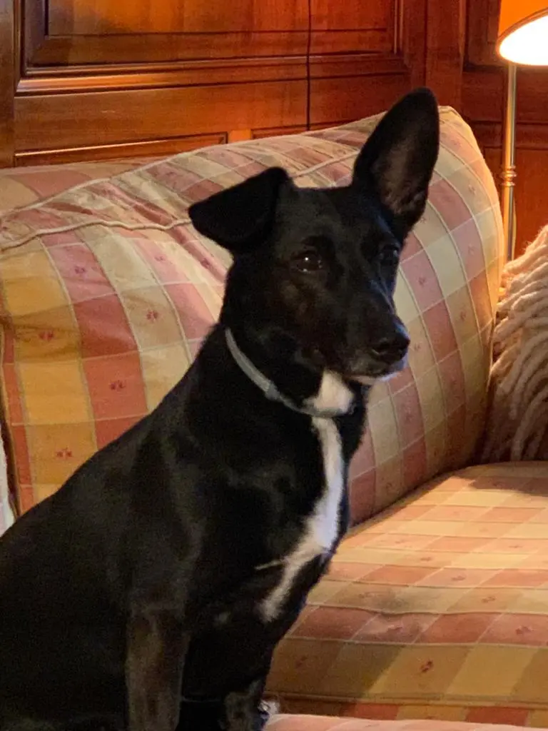 Andachtsbild von Luise