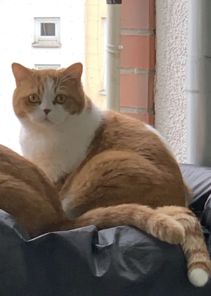 Image from Gismo